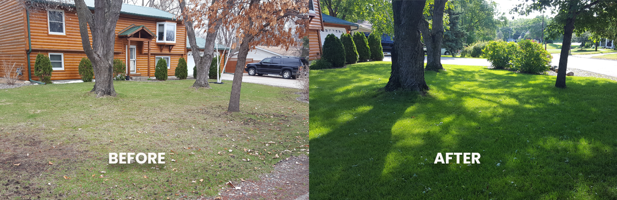 before and after photo of a lawn renovation we did in Golden valley MN