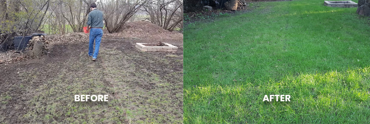 Before and after view of a lawn transformation. Brown, patchy yard before, lush green grass after. A person is walking away.
