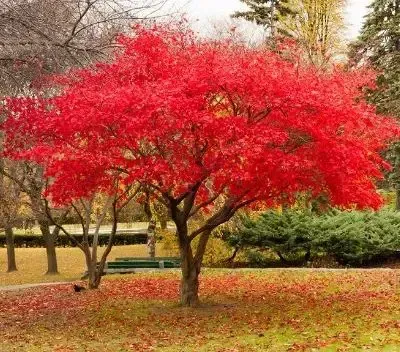 Red autumn leaves on a tree in a park setting. Fallen leaves cover the ground.