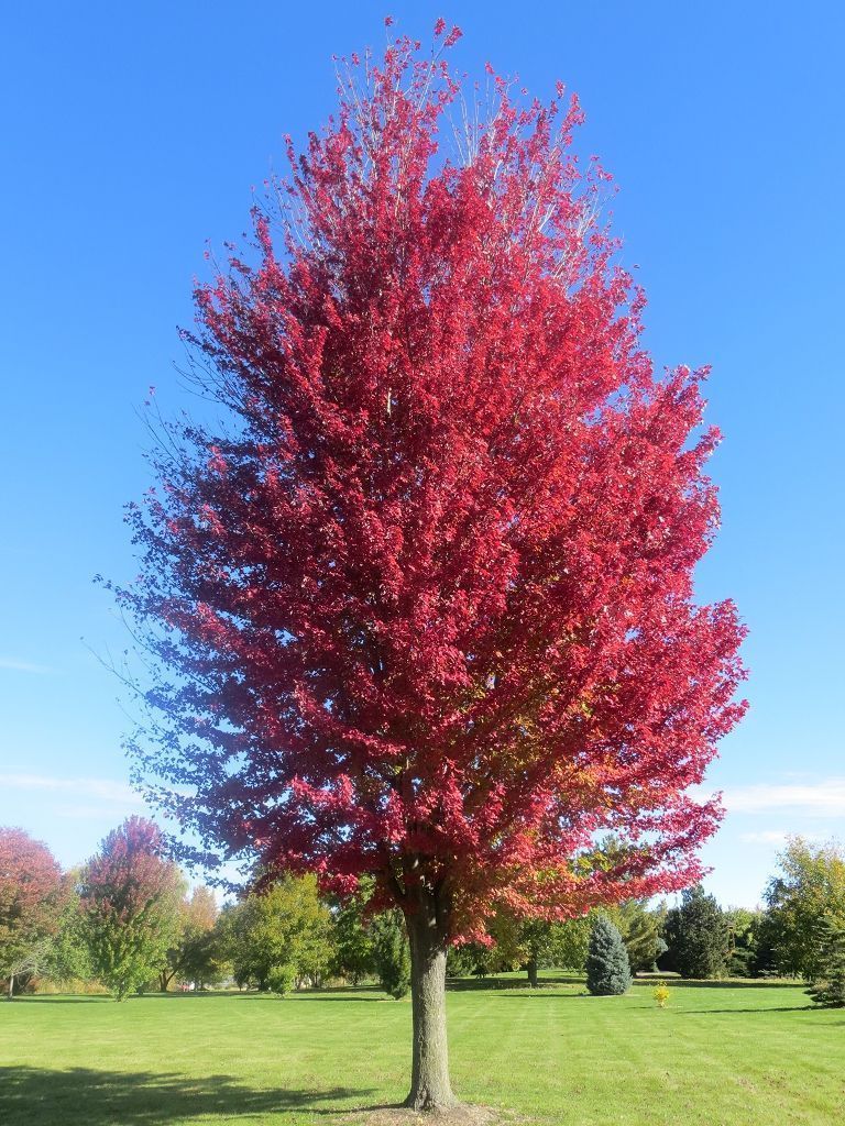 Red autumn leaves on a tree in a grassy park, blue sky in the background.