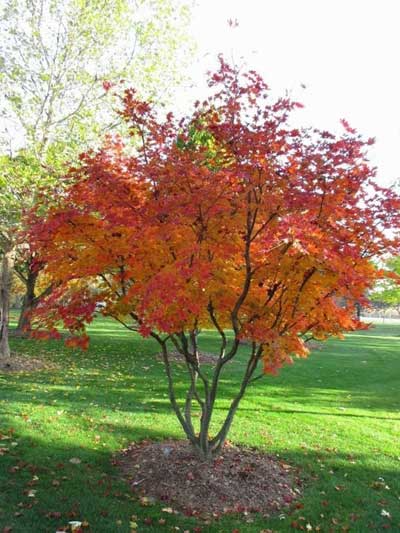 Japanese maple tree with fiery orange and red leaves in a grassy yard.