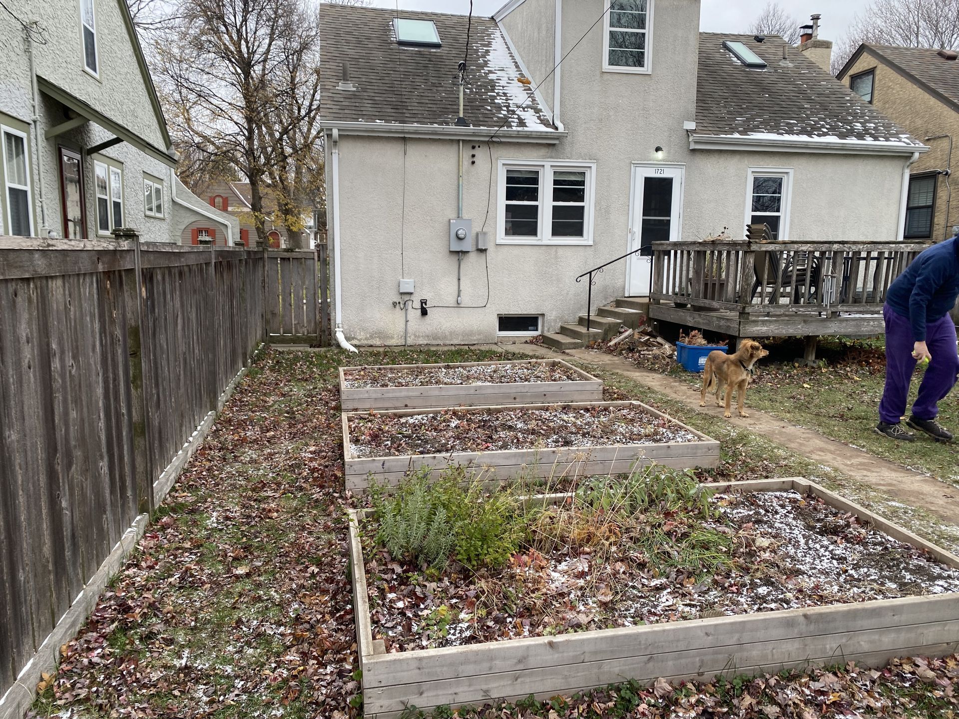 Three raised garden beds in a backyard with a house, wooden deck, and a small dog on a cloudy day.