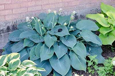 Blue-leaved hosta plant with small white flowers growing in front of a brick wall.