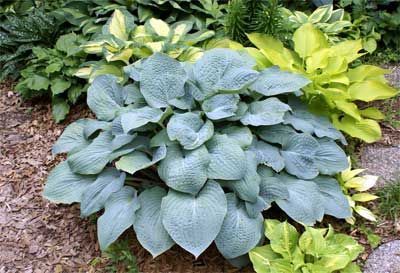 Large, blue-green hosta plant with textured leaves, surrounded by other hostas in various shades of green and yellow.