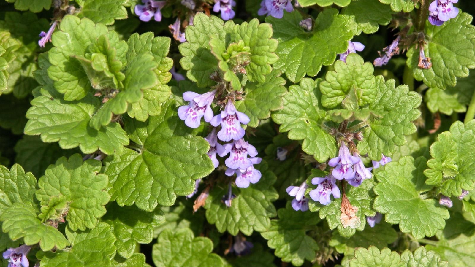 A close up of a plant with purple flowers and green leaves.