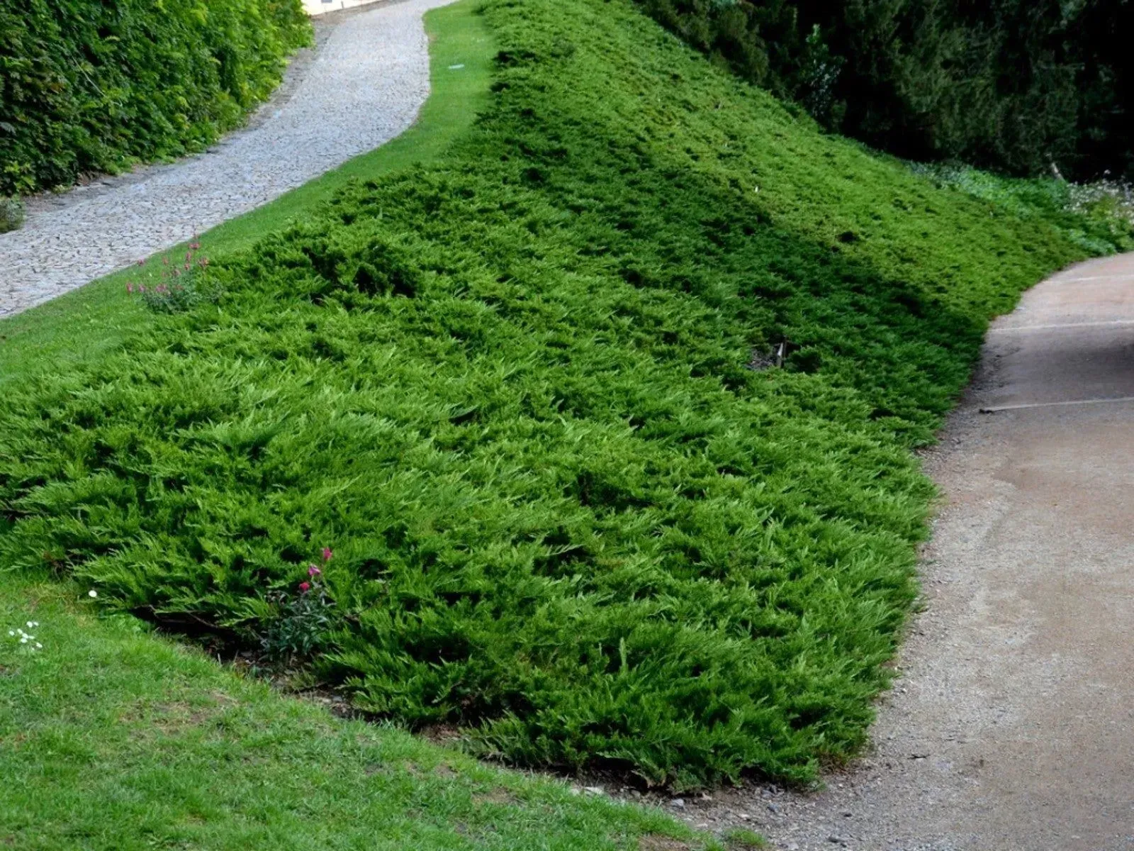A gravel path winds through a grassy hillside.