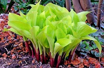 Bright green hosta plant with red stems, growing in soil.