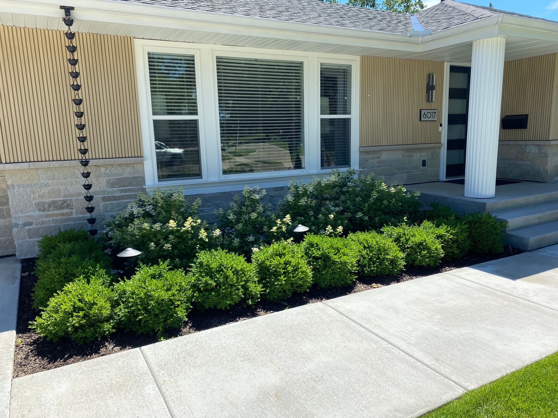 Modern, clean front yard landscaping with boxwoods and hydrangeas in Edina MN