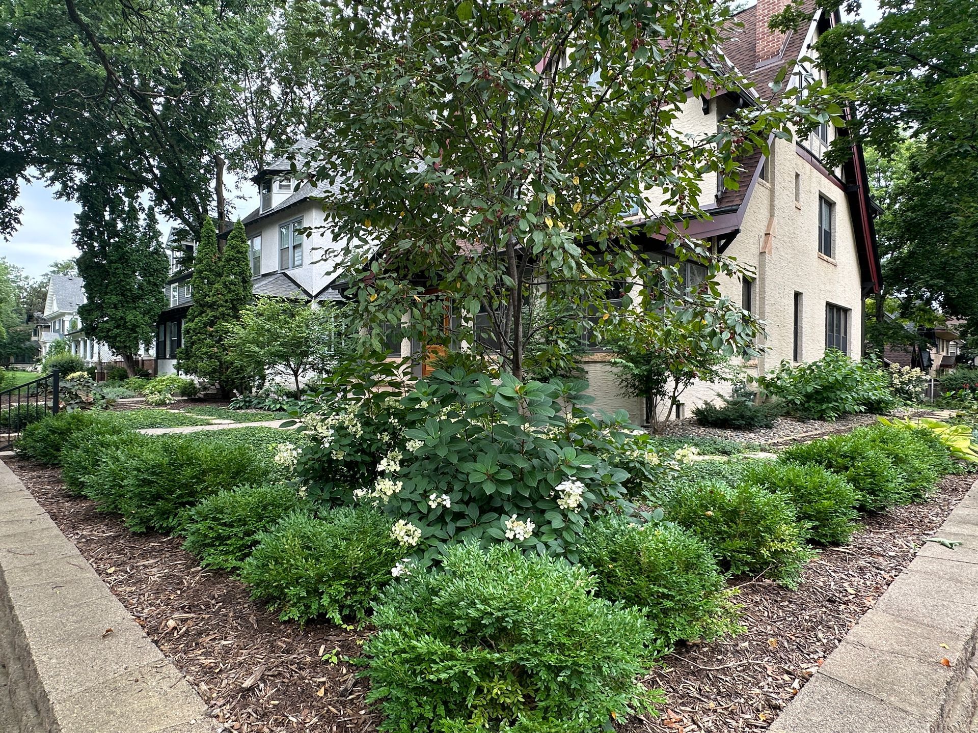 Corner lot front yard planted with hydrangeas and boxwoods for privacy along the sidewalk, Minneapolis