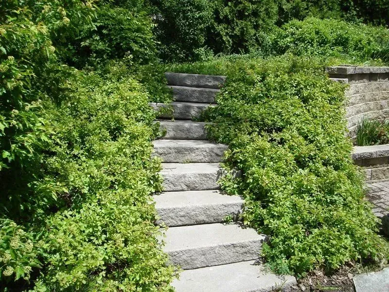 A set of stone stairs surrounded by green bushes