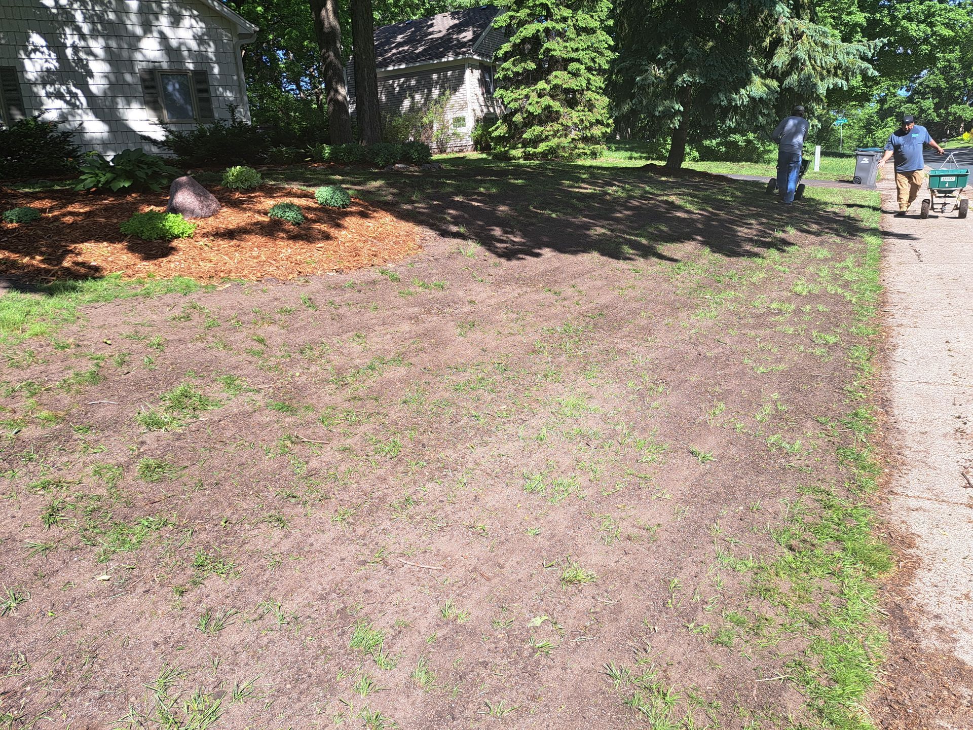 Freshly treated lawn with organic fertilizer and topdressing. 