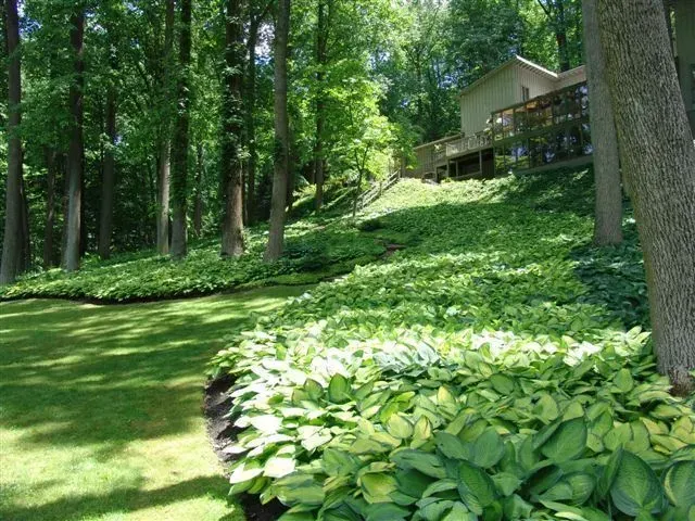 A lush green forest with a house in the background