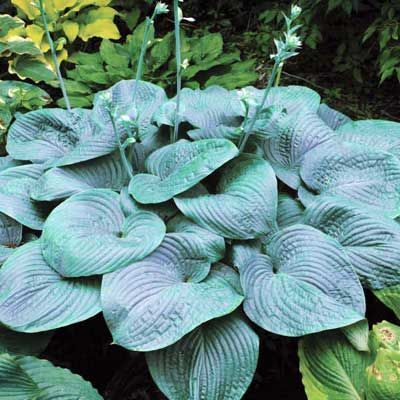 Blue-green hosta plant with large, textured leaves and several flower stalks.