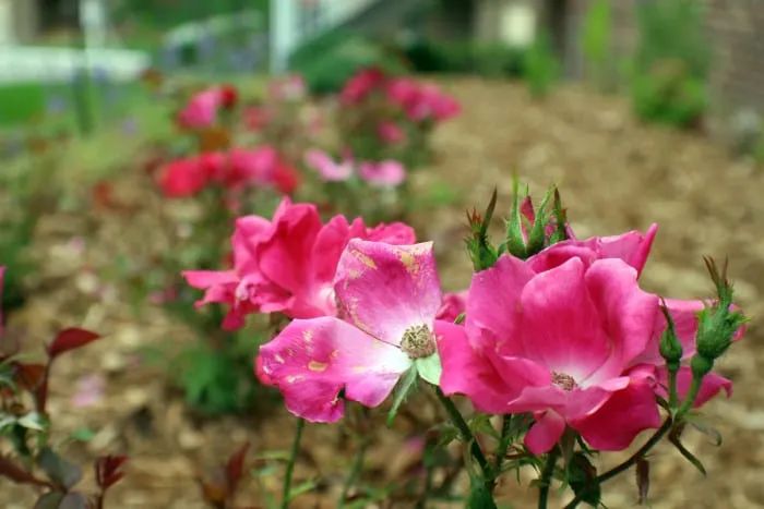 Pink roses blooming in a garden with brown mulch. Other roses in the background.