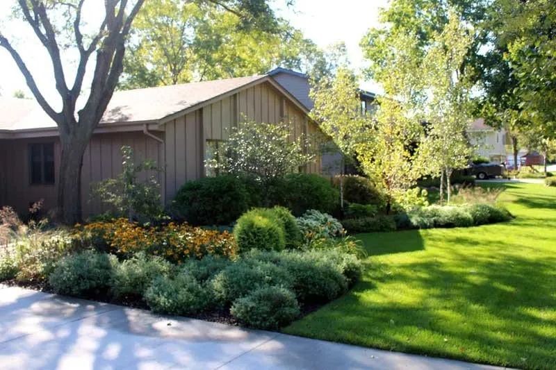 Layered front yard planting with birch trees, hostas, rudbeckia, arborvitae, and dogwoods in Plymouth MN