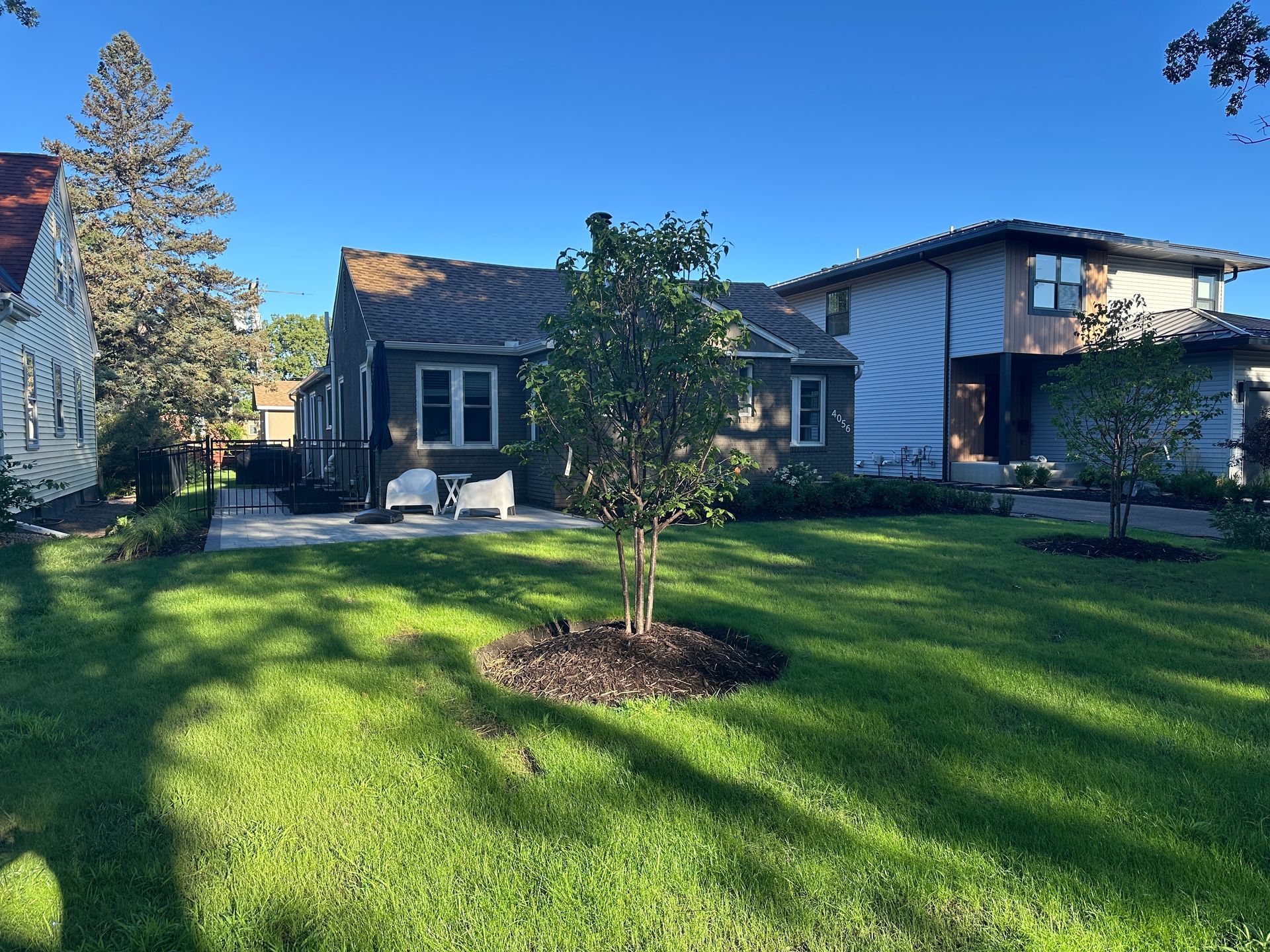 A picture of a new tree growing on a lawn.