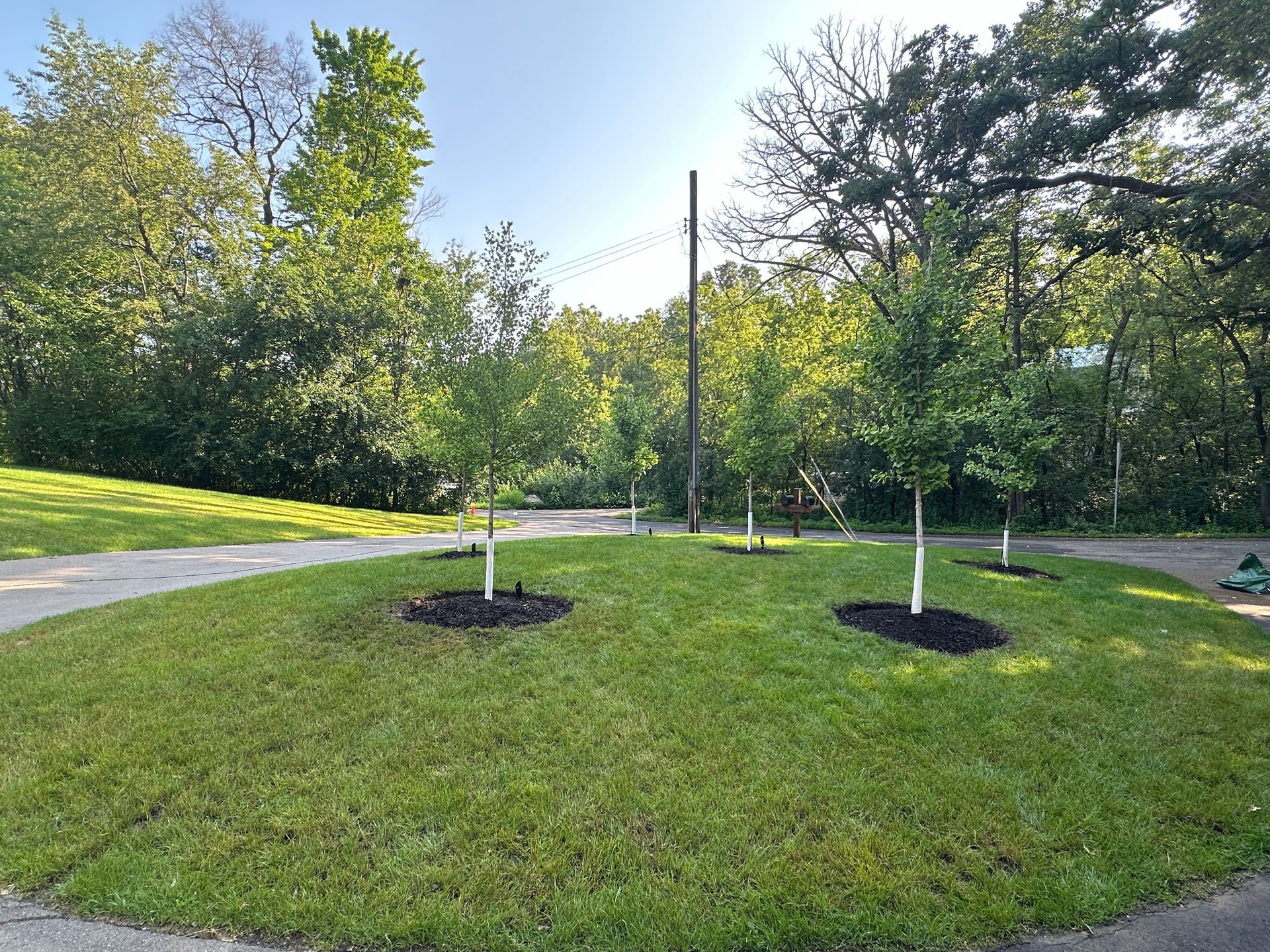 Smooth, healthy lawn with newly planted trees