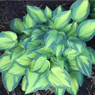 Green and yellow hosta plant with heart-shaped leaves, in a garden setting.