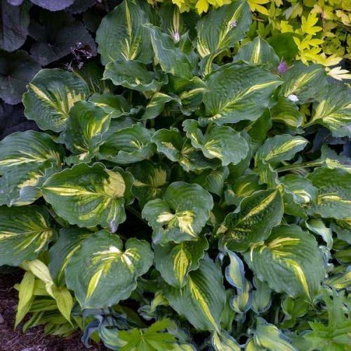 Green hosta plant with yellow variegation.
