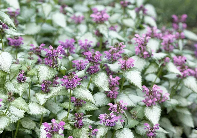 A close up of a plant with purple flowers and white leaves.