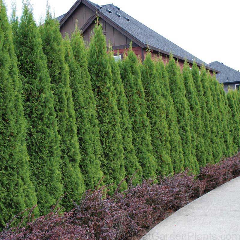 A row of tall, green conifer trees forming a hedge, with a low purple bush beneath, next to a sidewalk.
