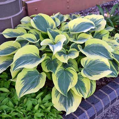 Green and yellow variegated hosta plant in a garden bed.