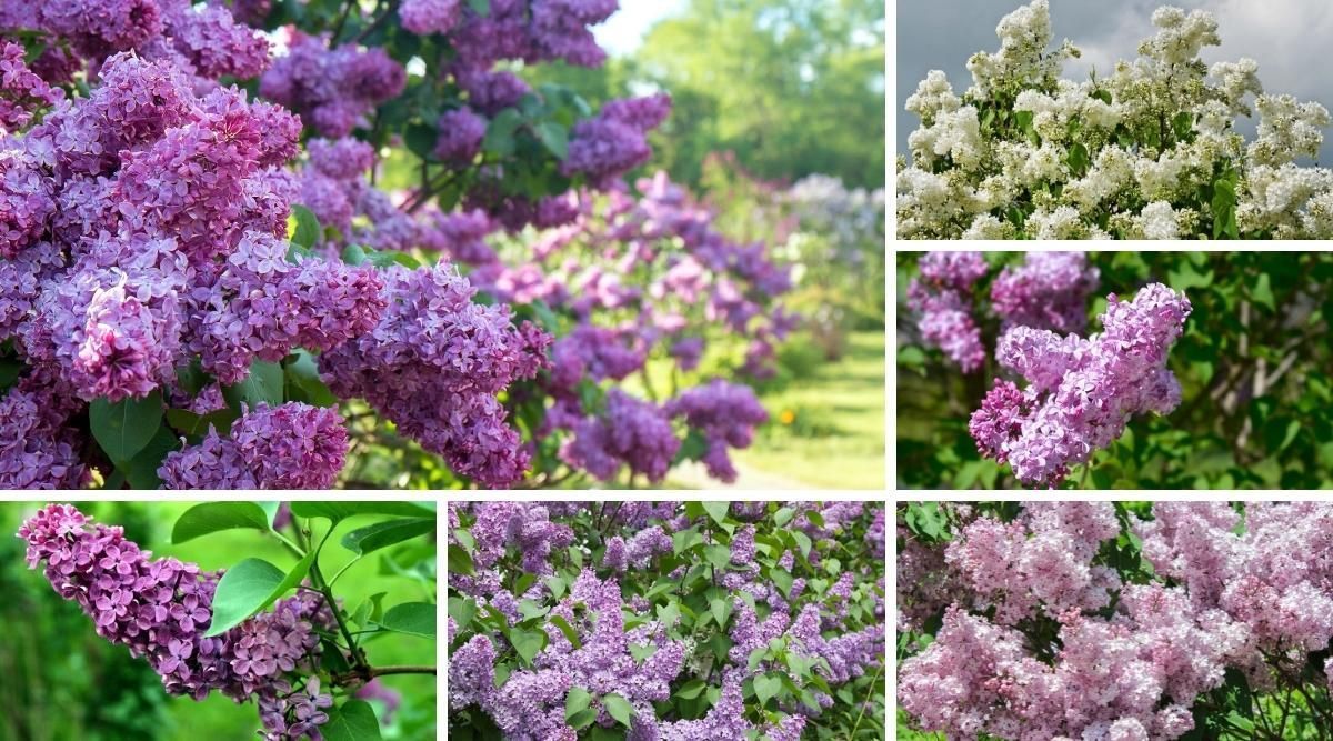 Collection of close-up photos of lilac bushes with purple, white, and pink blooms.