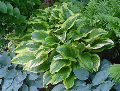 Green and white variegated hosta plant surrounded by other green foliage in a garden setting.