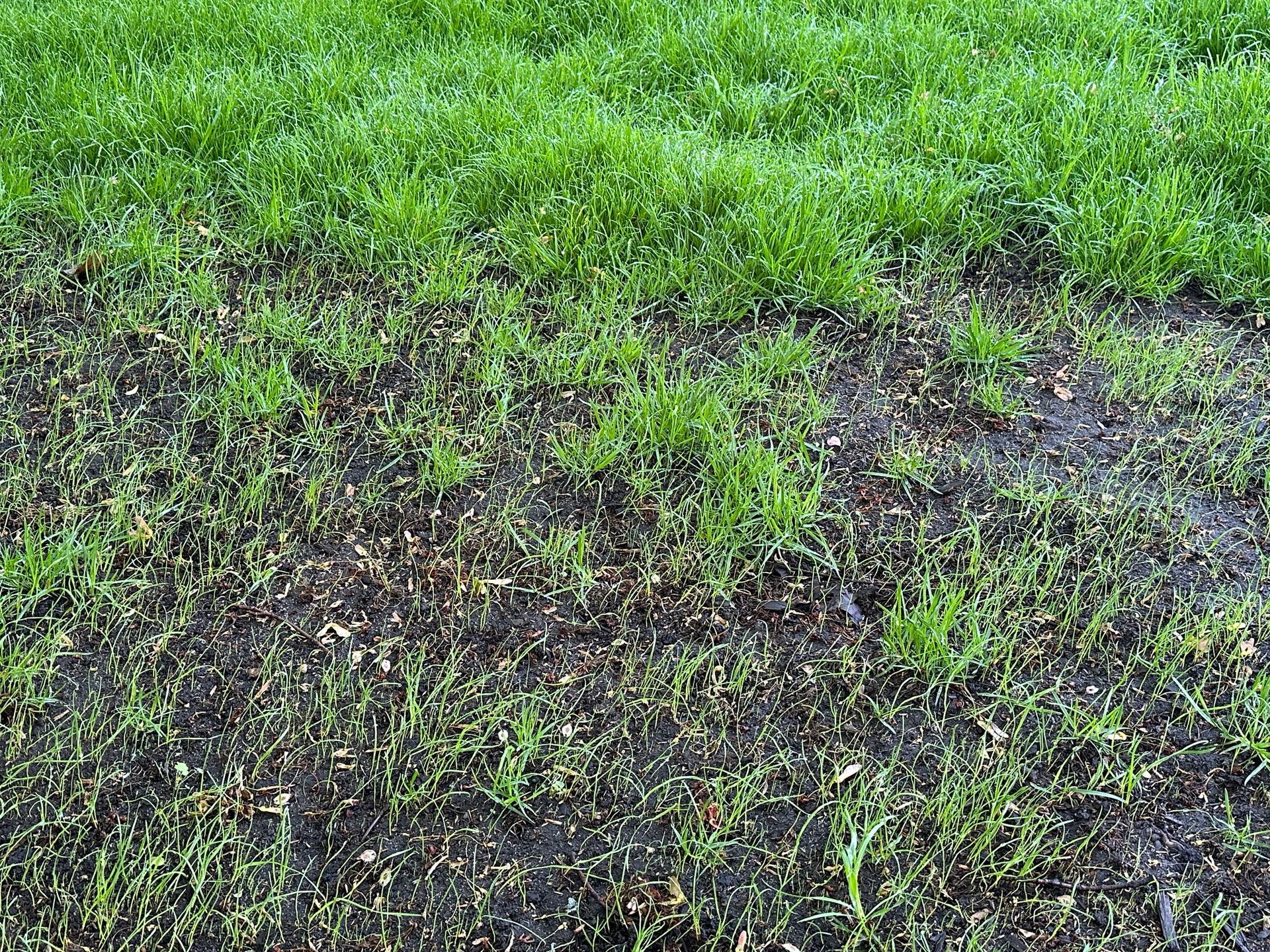 New grass seed germinating in a repaired Minnesota lawn