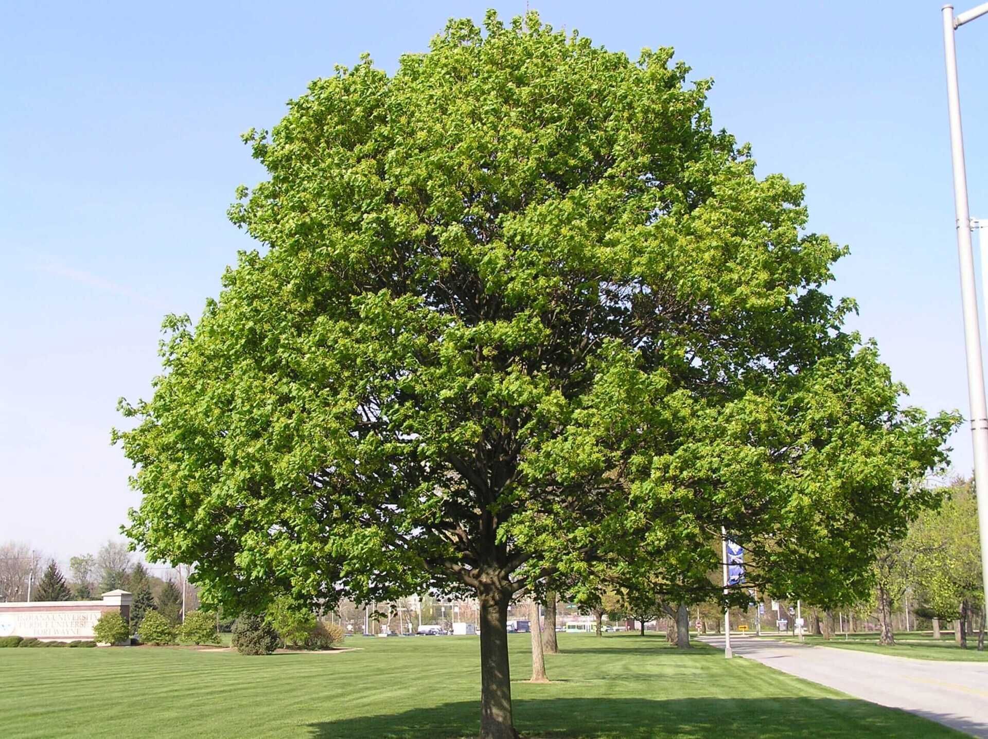 Green leafy tree in a grassy park, bright sky in the background.