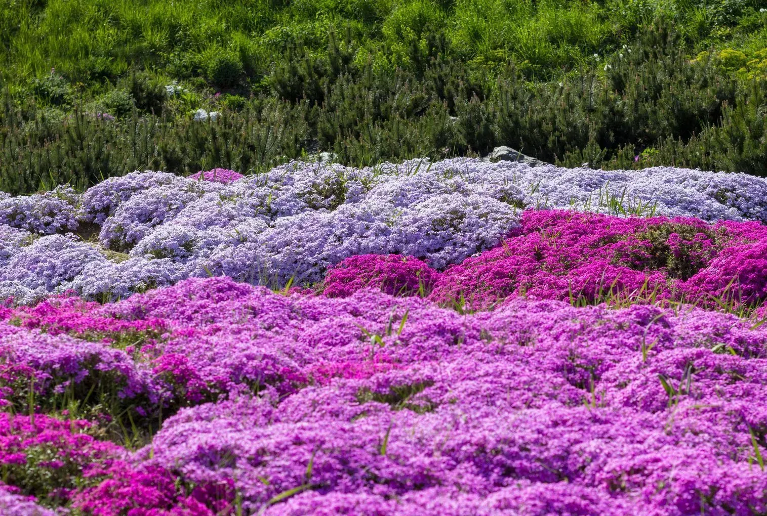 A field of purple and blue flowers with trees in the background.