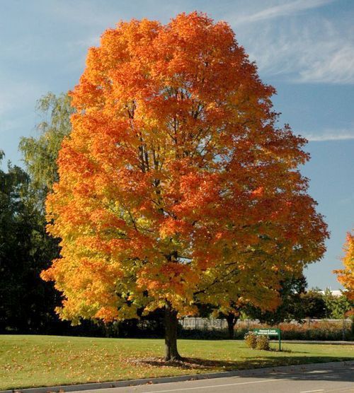 A tree with orange leaves is in a park