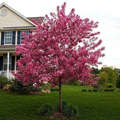 Pink flowering tree in a front yard with a beige house in the background. Green grass surrounds.