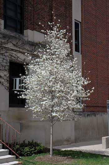 Flowering white tree in front of brick building with stairs and a window with an air conditioner.