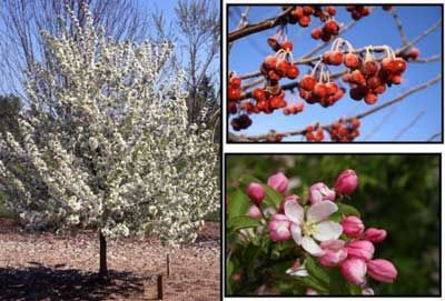 Crabapple tree in bloom, with white flowers. Additional images of red crabapples and pink flower buds.