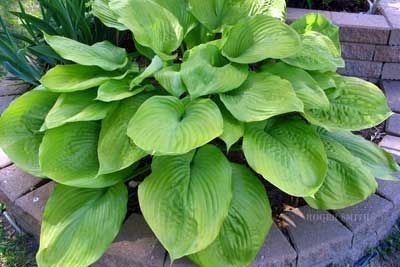 Bright green hosta plant with large, heart-shaped leaves growing in a brick-edged garden bed.