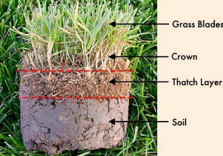 A piece of grass that has a crown and thatch layer