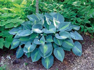 Blue-green hosta plant with cream-colored variegation in a garden setting, surrounded by other green foliage.