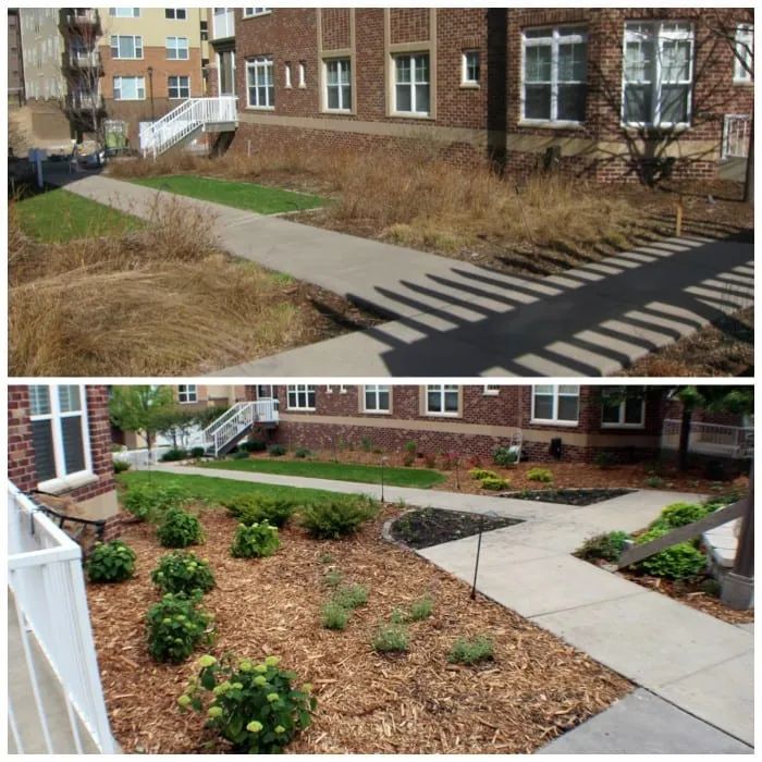 Before and after view of landscaped area with sidewalk and building; top: dry grass; bottom: new plants with mulch.