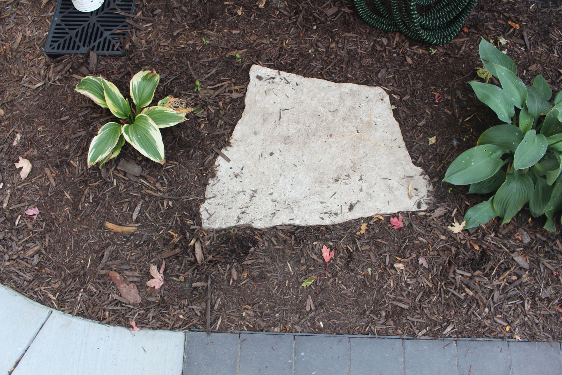 A stone stepping stone surrounded by dark mulch, set between two small green hosta plants next to a concrete walkway.