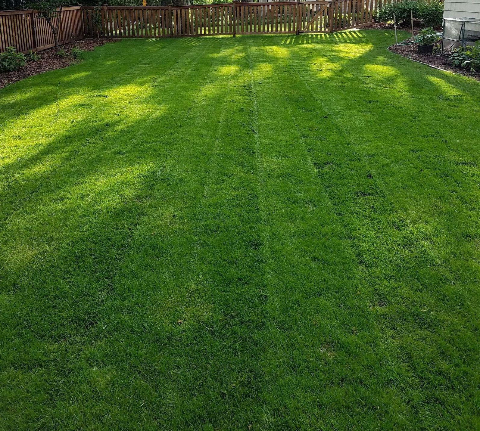 Well-manicured green lawn with sunlight and a wooden fence in the background.