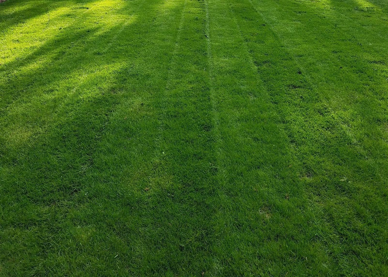 A lush, bright green lawn with subtle stripes from mowing, partially illuminated by sunlight.