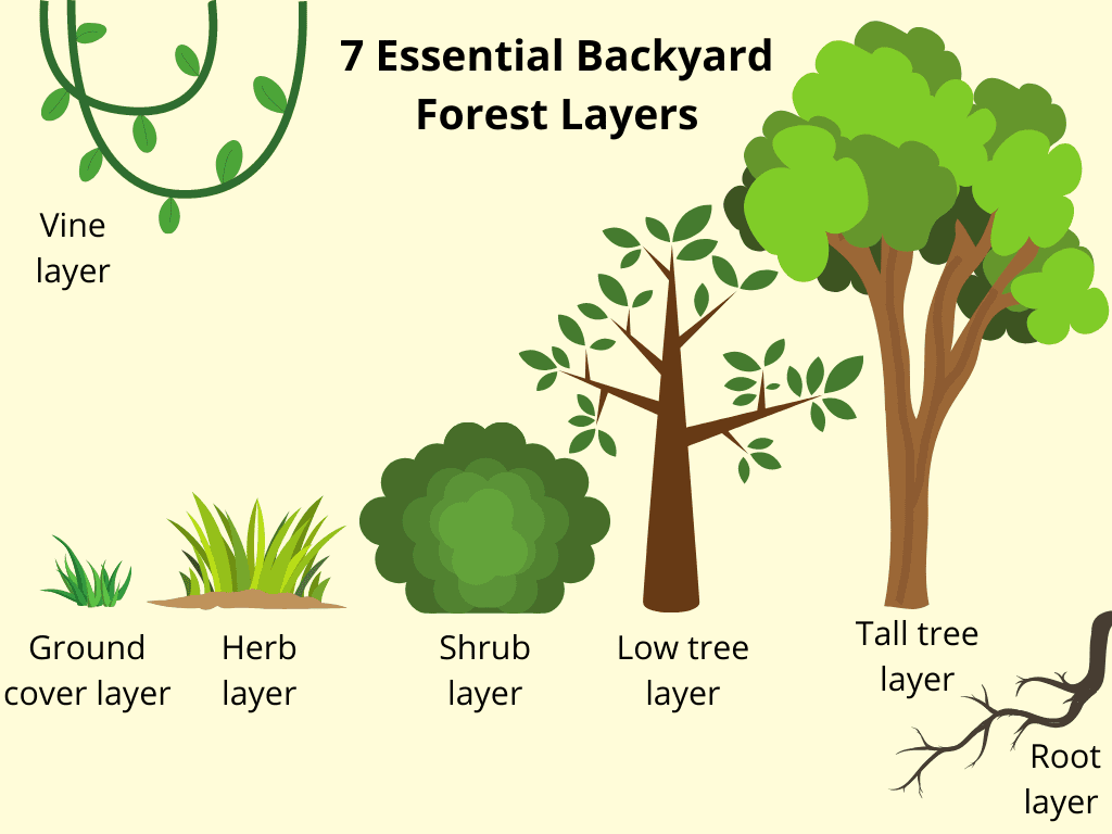 A diagram of the 7 essential backyard forest layers.