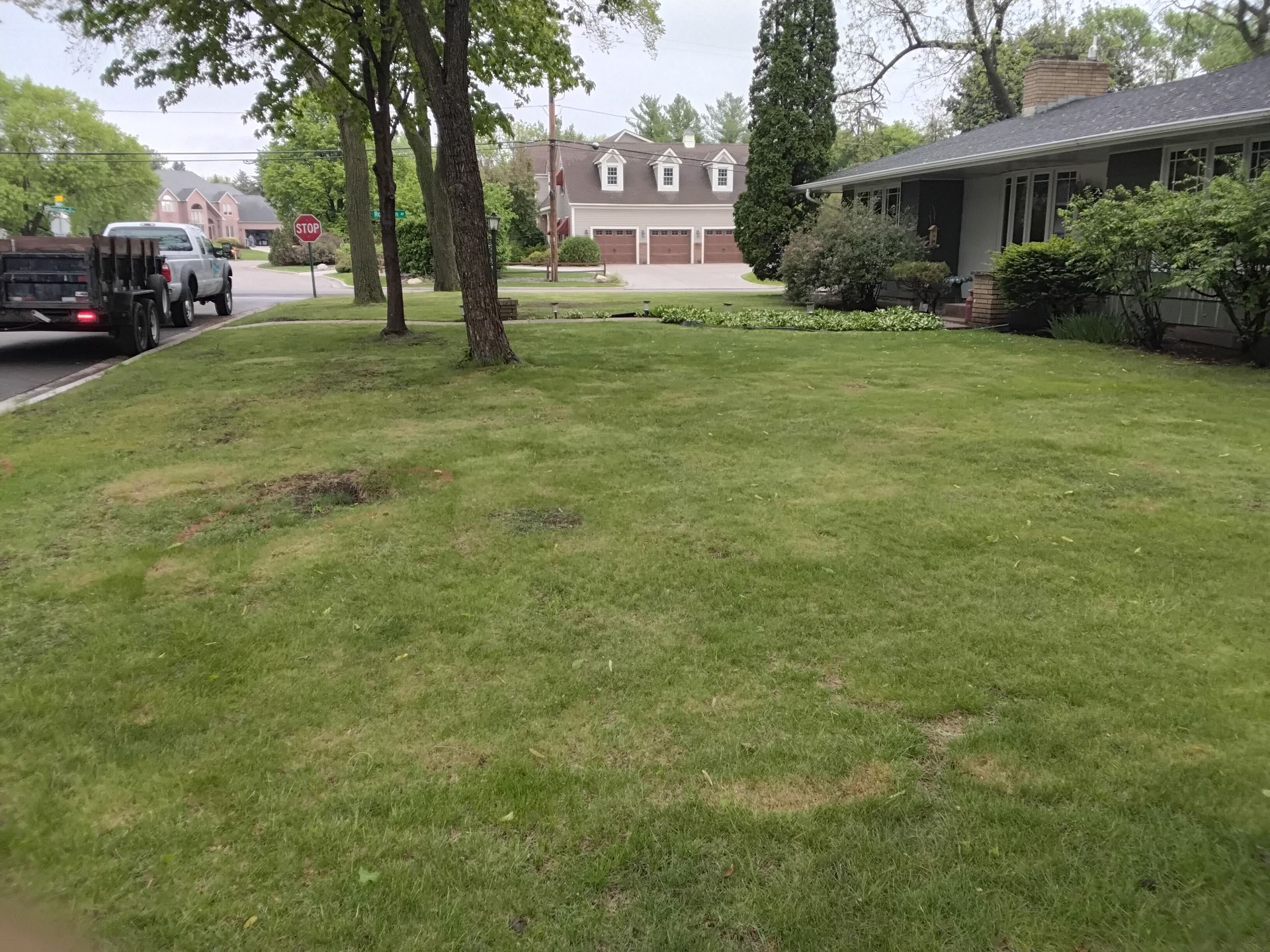 Lawn with bare patches before topdressing and organic fertilizer. 