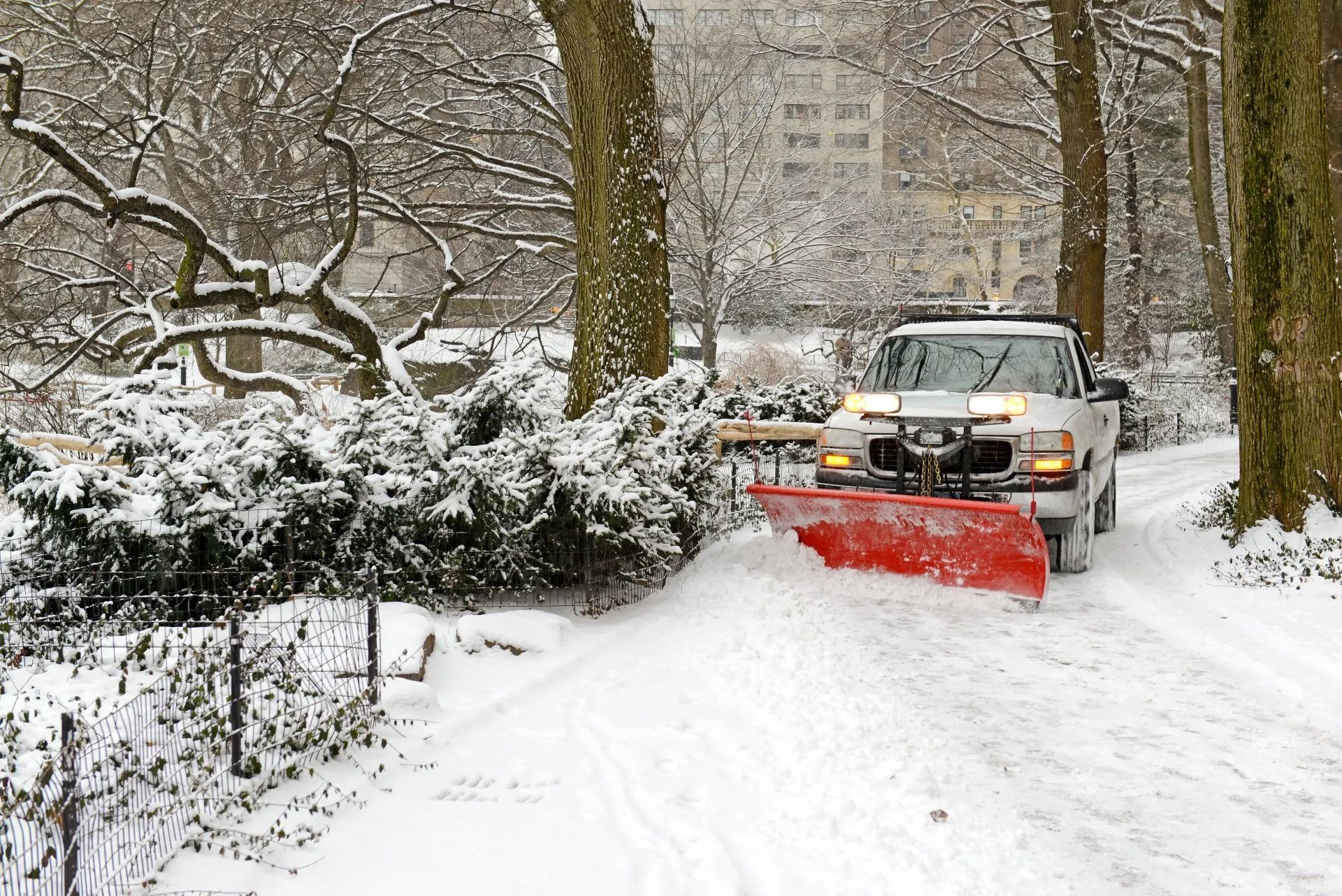 A white truck with a red snowplow clears snow from a path in a park surrounded by snow-covered trees.