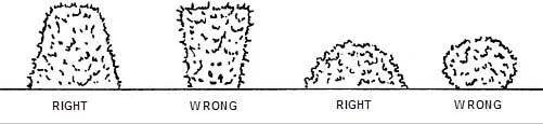 Diagram showing proper and improper ways to prune shrubs.