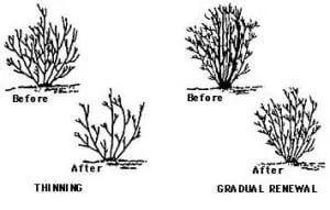 Diagram showing two pruning methods: thinning and gradual renewal of shrubs.