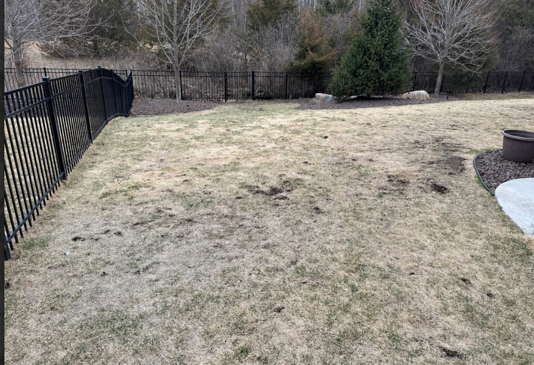 A dormant, tan-colored lawn enclosed by a black metal fence, with trees and a small evergreen in the background.