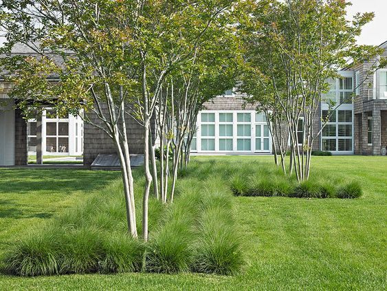 Row of slender trees in a grassy yard, framing a modern building with many windows; green, light brown hues.