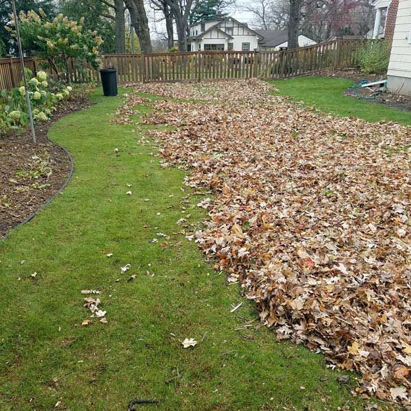 A lawn covered in fallen leaves, with a strip of green grass and a black trash can. A wooden fence and houses are in the background.